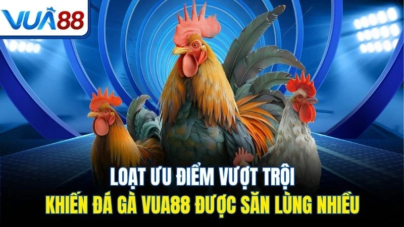 loat uu diem vuot troi khien da ga vua88 duoc san lung nhieu Loạt ưu điểm vượt trội khiến đá gà Vua88 được săn lùng nhiều